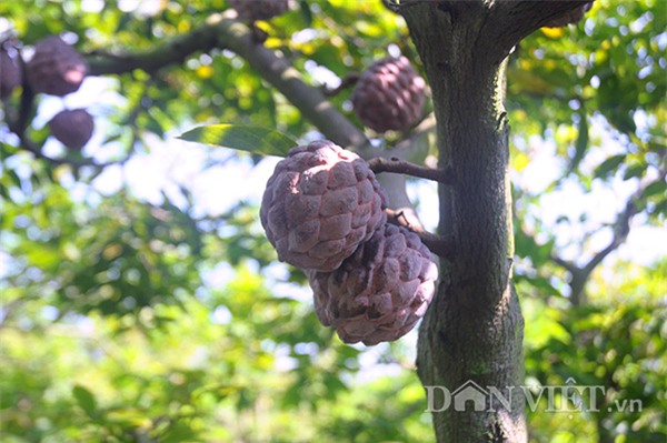 zoom xem na tim dong trieu sieu