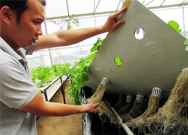 la ma hay: trong rau buong re lo lung, doanh thu 10 ty/nam hinh anh 1