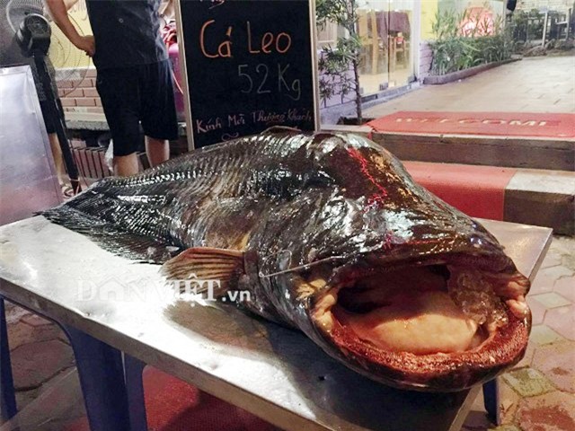 á leo, cá khủng, thủy quái