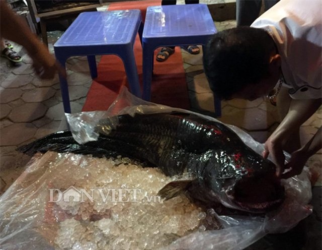 á leo, cá khủng, thủy quái