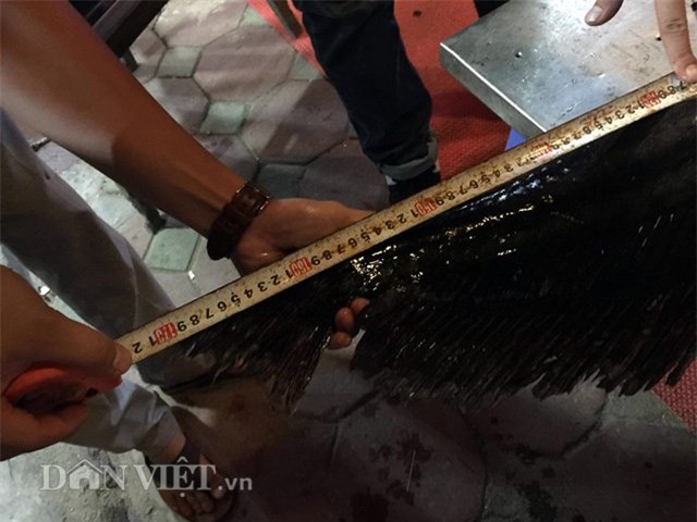 á leo, cá khủng, thủy quái