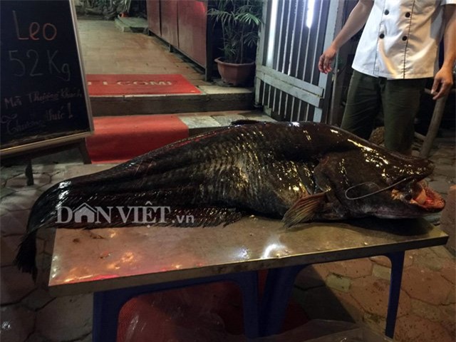 á leo, cá khủng, thủy quái