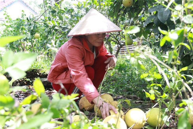 bão số 10, siêu bão, hà tĩnh, quảng bình, bưởi phúc trạch, bão DOKSURI,  miền trung tan hoang,