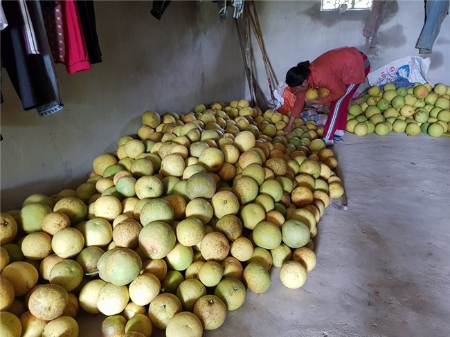 bão số 10, siêu bão, hà tĩnh, quảng bình, bưởi phúc trạch, bão DOKSURI,  miền trung tan hoang,