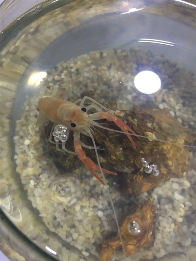 Vợ nổi đóa đòi làm thịt thú cưng, chồng vội ôm đi lánh nạn, hứa mua đồ sang xịn để chuộc lỗi - Ảnh 2.