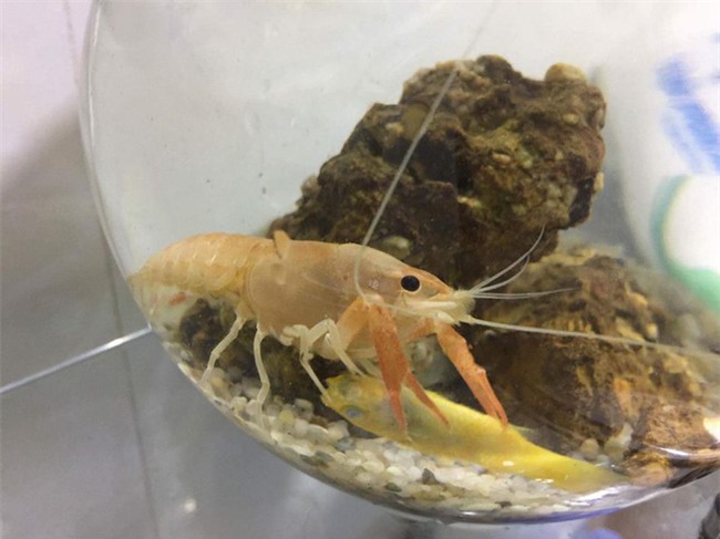 Vợ nổi đóa đòi làm thịt thú cưng, chồng vội ôm đi lánh nạn, hứa mua đồ sang xịn để chuộc lỗi - Ảnh 3.