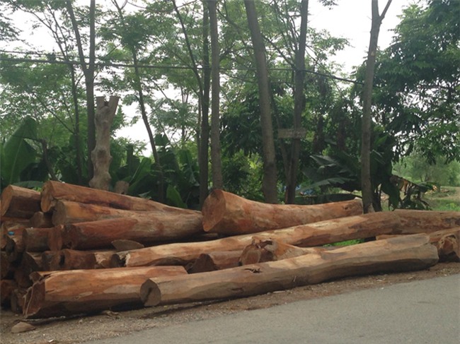 nhà gỗ, gỗ mít, gỗ lim, gỗ quý