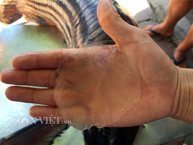 cá khủng, thủy quái, đặc sản nhà giàu, hải sản, cá hô, cá sọc dưa