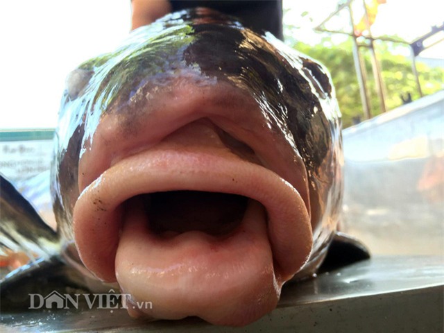 cá khủng, thủy quái, đặc sản nhà giàu, hải sản, cá hô, cá sọc dưa