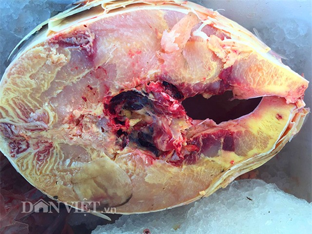 cá khủng, thủy quái, đặc sản nhà giàu, hải sản, cá hô, cá sọc dưa