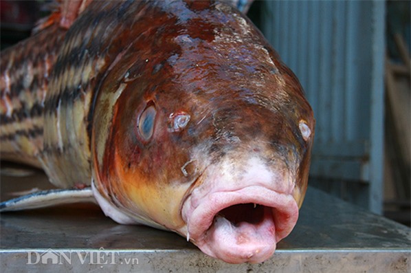 cá khủng, thủy quái, đặc sản nhà giàu, hải sản, cá hô, cá sọc dưa