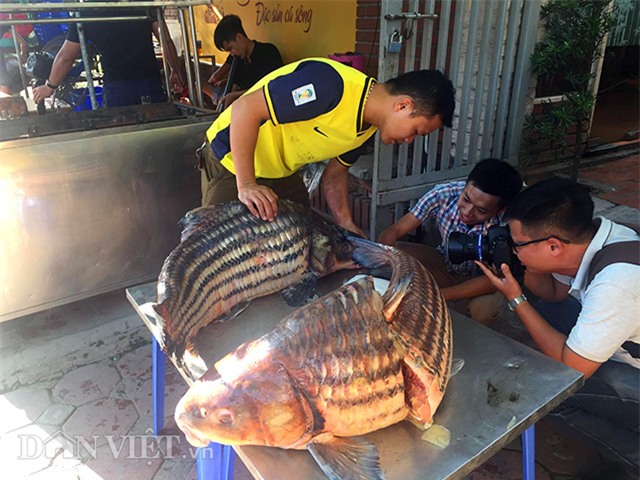 cá khủng, thủy quái, đặc sản nhà giàu, hải sản, cá hô, cá sọc dưa