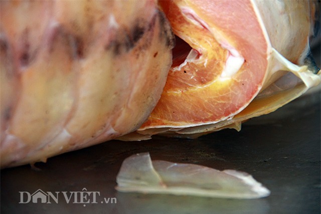 cá khủng, thủy quái, đặc sản nhà giàu, hải sản, cá hô, cá sọc dưa