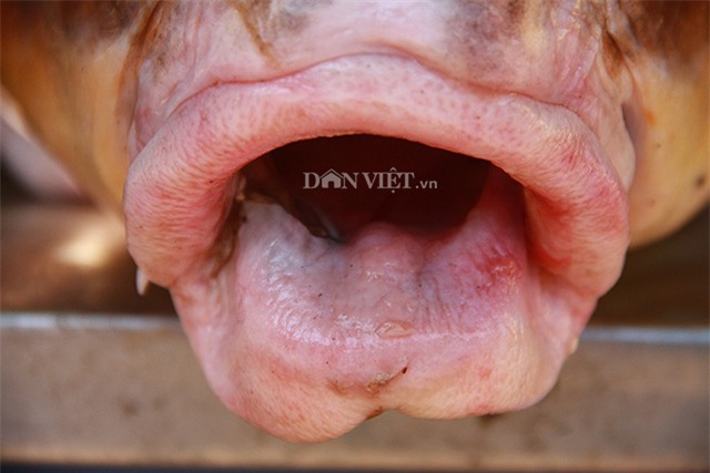 cá khủng, thủy quái, đặc sản nhà giàu, hải sản, cá hô, cá sọc dưa