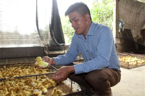 tỷ phú nông dân, nông dân làm giàu, bưởi da xanh, nuôi chim, chim bồ câu