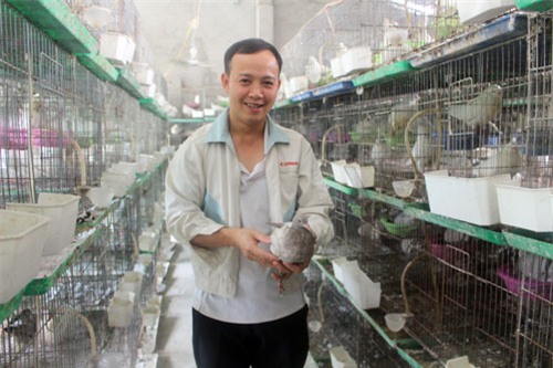 tỷ phú nông dân, nông dân làm giàu, bưởi da xanh, nuôi chim, chim bồ câu