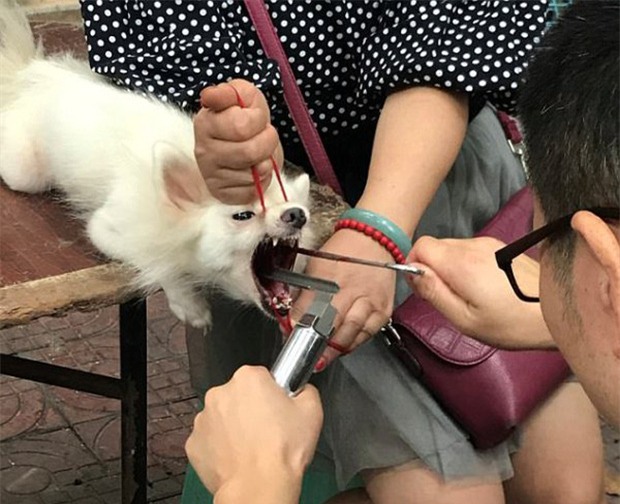 Gây mất trật tự, nhiều chú chó bị bác sĩ làng banh họng và cắt dây thanh quản giữa chợ - Ảnh 2.