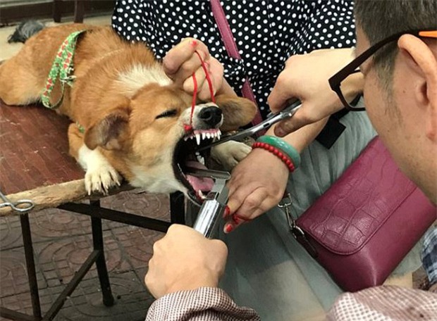Gây mất trật tự, nhiều chú chó bị bác sĩ làng banh họng và cắt dây thanh quản giữa chợ - Ảnh 5.