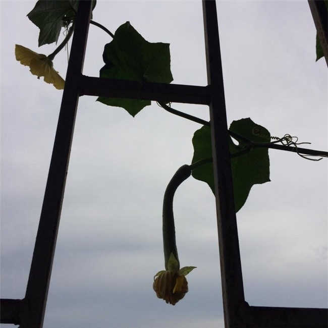 chi 20m2: day la vuon rau du loai, an khong xue cua me ha thanh hinh anh 14