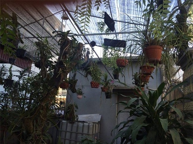 chi 20m2: day la vuon rau du loai, an khong xue cua me ha thanh hinh anh 16