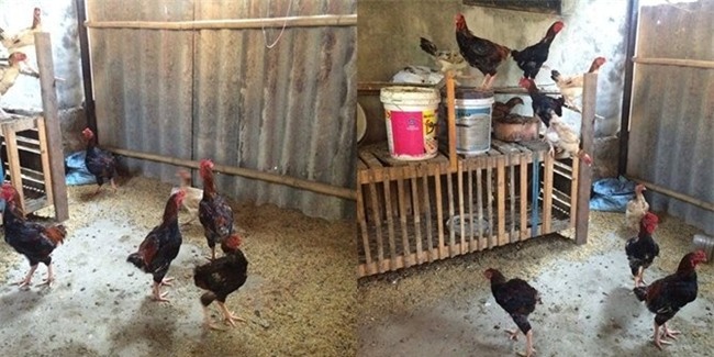 chi 20m2: day la vuon rau du loai, an khong xue cua me ha thanh hinh anh 17