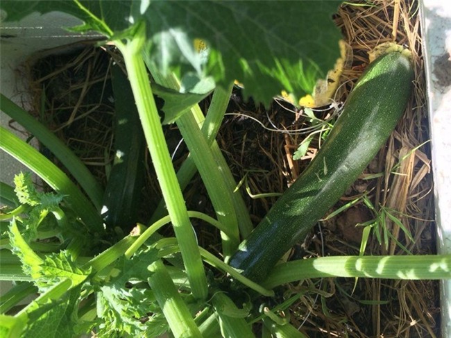 chi 20m2: day la vuon rau du loai, an khong xue cua me ha thanh hinh anh 2