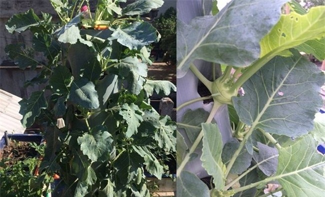 chi 20m2: day la vuon rau du loai, an khong xue cua me ha thanh hinh anh 5