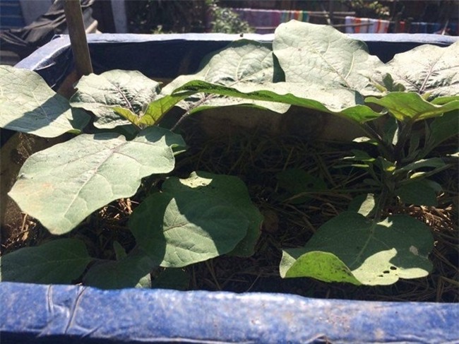 chi 20m2: day la vuon rau du loai, an khong xue cua me ha thanh hinh anh 7