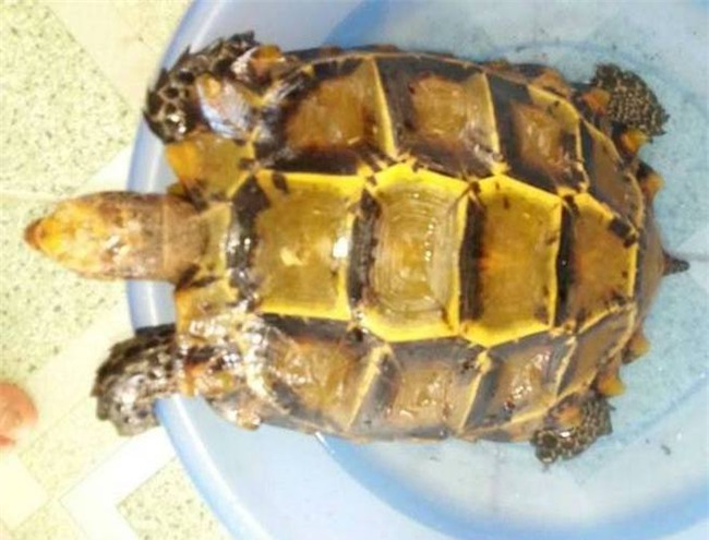 rùa vàng, rùa quý, bắt được rùa vàng