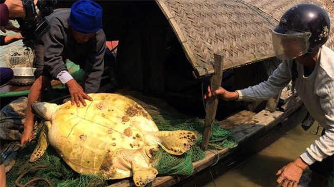 rùa vàng, rùa quý, bắt được rùa vàng