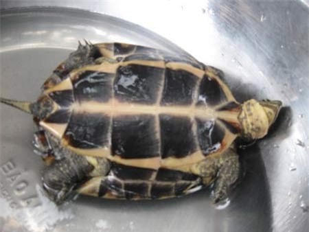 rùa vàng, rùa quý, bắt được rùa vàng