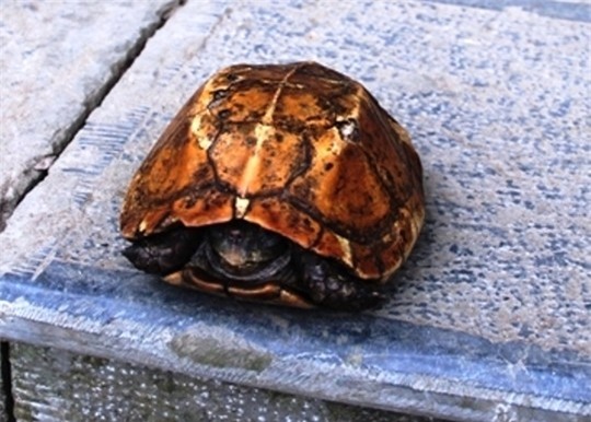 rùa vàng, rùa quý, bắt được rùa vàng