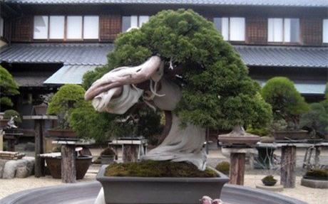 cây cảnh, Cây cảnh triệu đô, chơi cây, cây cảnh tiền tỷ