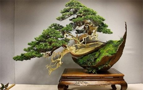 cây cảnh, Cây cảnh triệu đô, chơi cây, cây cảnh tiền tỷ