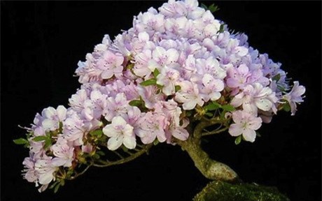 cây cảnh, Cây cảnh triệu đô, chơi cây, cây cảnh tiền tỷ