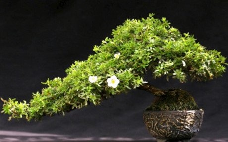 cây cảnh, Cây cảnh triệu đô, chơi cây, cây cảnh tiền tỷ