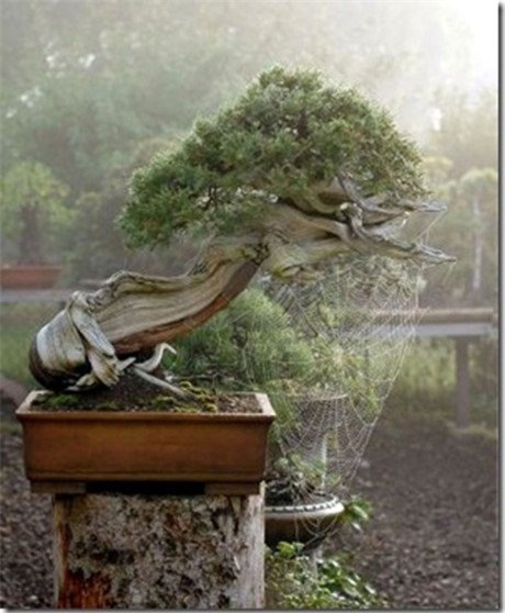 cây cảnh, Cây cảnh triệu đô, chơi cây, cây cảnh tiền tỷ