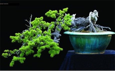 cây cảnh, Cây cảnh triệu đô, chơi cây, cây cảnh tiền tỷ