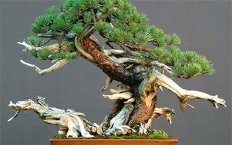 cây cảnh, Cây cảnh triệu đô, chơi cây, cây cảnh tiền tỷ