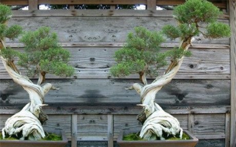 cây cảnh, Cây cảnh triệu đô, chơi cây, cây cảnh tiền tỷ