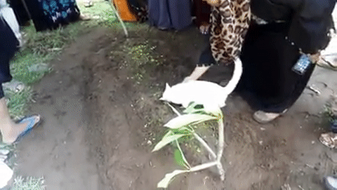 Video: Xót xa nhìn chú mèo bất lực bới mộ ông chủ vừa được chôn cất-2