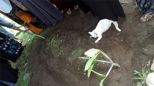 Video: Xót xa nhìn chú mèo bất lực bới mộ ông chủ vừa được chôn cất-3