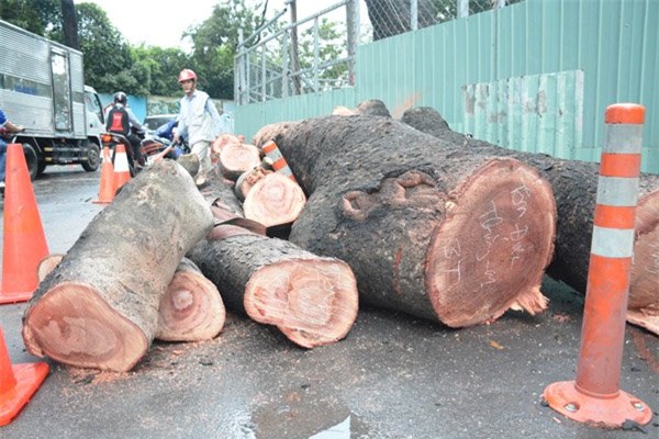 cây xanh, cây ngã đè ô tô, cây cổ thụ bất gốc, Sài Gòn