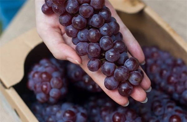 Bộ đôi nho khổng lồ - nho bé hạt tiêu Nhật Bản gây sốt dân sành ăn Việt