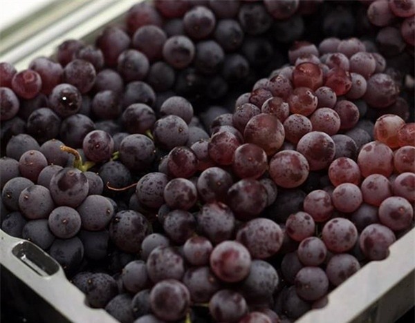 Bộ đôi nho khổng lồ - nho bé hạt tiêu Nhật Bản gây sốt dân sành ăn Việt