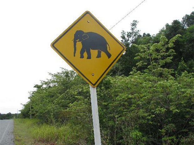 Ai cũng nín thở nhìn con voi hung hăng đuổi theo người đàn ông nhưng bỗng dưng nó dừng lại, quay đầu làm một việc - Ảnh 1.