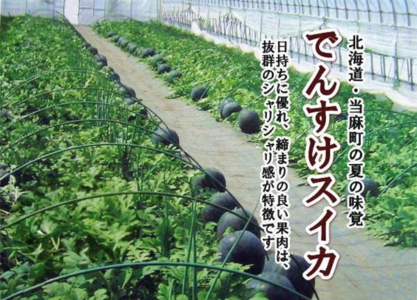 dưa hấu, dưa hấu nhật, hoa quả nhập ngoại, đặc sản nhà giàu