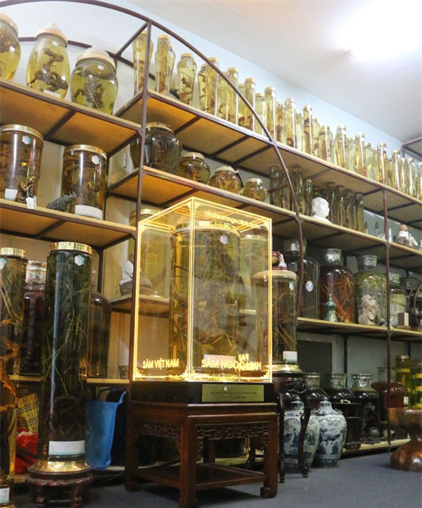 sâm Ngọc Linh, sâm quý, nhân sâm