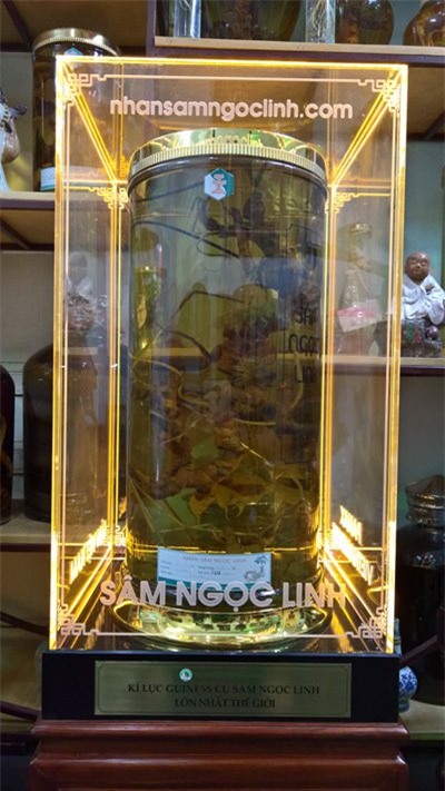 sâm Ngọc Linh, sâm quý, nhân sâm