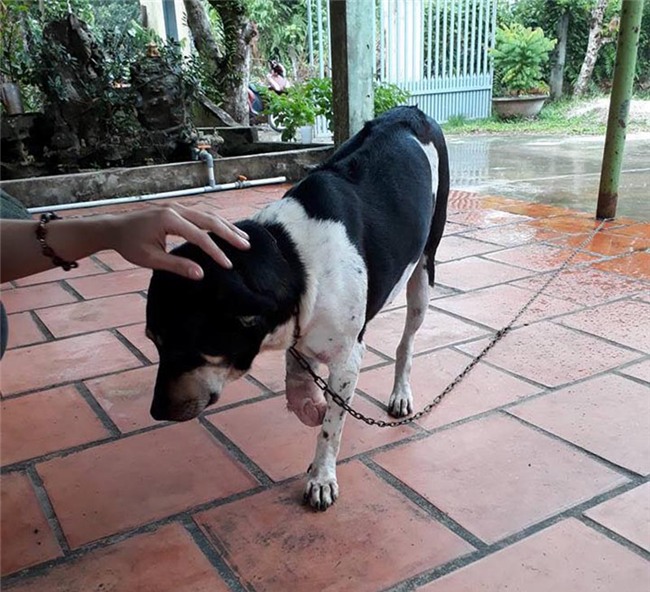 Chặt chân chó, Người phụ nữ chặt chân chó, Phú Quốc